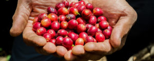 Costa Rican Cranberries