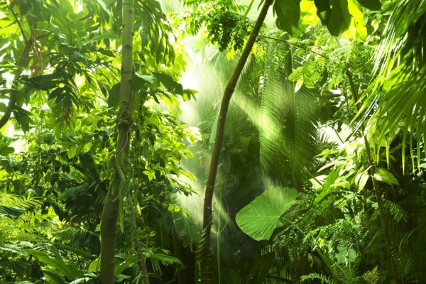 Lush Costa Rican Rainforests