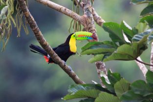 diverse_wildlife-1024x731