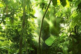 lush_rainforests-1024x723